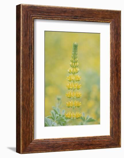 California, Santa Barbara Botanical Garden, Golden Lupine-Rob Tilley-Framed Photographic Print