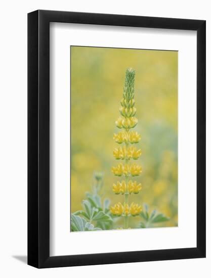 California, Santa Barbara Botanical Garden, Golden Lupine-Rob Tilley-Framed Photographic Print