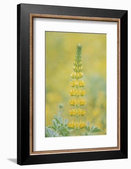 California, Santa Barbara Botanical Garden, Golden Lupine-Rob Tilley-Framed Photographic Print