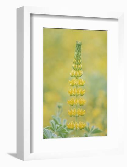 California, Santa Barbara Botanical Garden, Golden Lupine-Rob Tilley-Framed Photographic Print