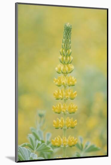 California, Santa Barbara Botanical Garden, Golden Lupine-Rob Tilley-Mounted Photographic Print