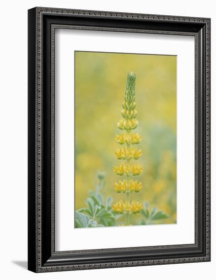 California, Santa Barbara Botanical Garden, Golden Lupine-Rob Tilley-Framed Photographic Print