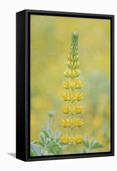 California, Santa Barbara Botanical Garden, Golden Lupine-Rob Tilley-Framed Premier Image Canvas