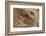 California, Santa Barbara, Chumash Painted Cave, Rock Art-Alison Jones-Framed Photographic Print