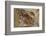 California, Santa Barbara, Chumash Painted Cave, Rock Art-Alison Jones-Framed Photographic Print