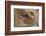 California, Santa Barbara, Chumash Painted Cave, Rock Art-Alison Jones-Framed Photographic Print