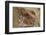 California, Santa Barbara, Chumash Painted Cave, Rock Art-Alison Jones-Framed Photographic Print