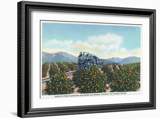 California - Santa Fe Train Passing Through Orange Groves-Lantern Press-Framed Art Print