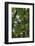 California. Scouring Rush, Horse Tail, Siberian Miner's Lettuce, Redwood National and State Park-Judith Zimmerman-Framed Photographic Print