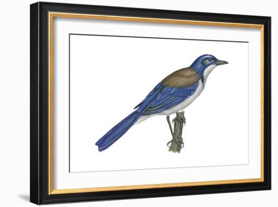 California Scrub Jay (Aphelocoma Californica), Birds-Encyclopaedia Britannica-Framed Art Print