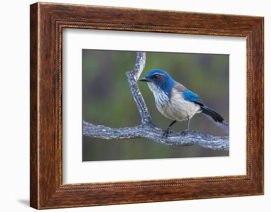 California scrub jay-Ken Archer-Framed Photographic Print