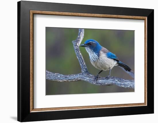 California scrub jay-Ken Archer-Framed Photographic Print