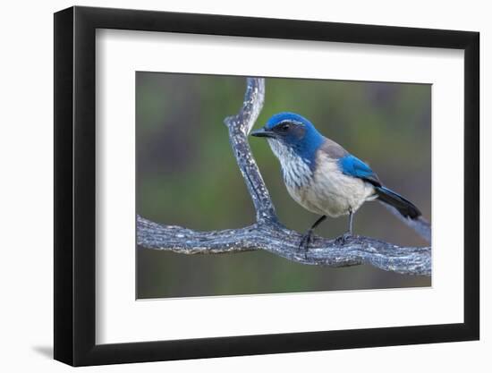 California scrub jay-Ken Archer-Framed Photographic Print