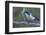 California scrub jay-Ken Archer-Framed Photographic Print