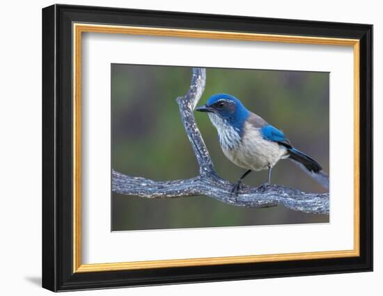 California scrub jay-Ken Archer-Framed Photographic Print