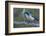 California scrub jay-Ken Archer-Framed Photographic Print