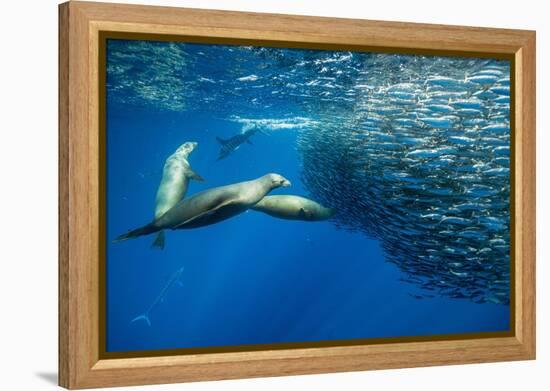 California sea lion feeding on Sardine bait ball, Mexico-Franco Banfi-Framed Premier Image Canvas