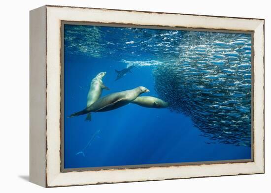 California sea lion feeding on Sardine bait ball, Mexico-Franco Banfi-Framed Premier Image Canvas