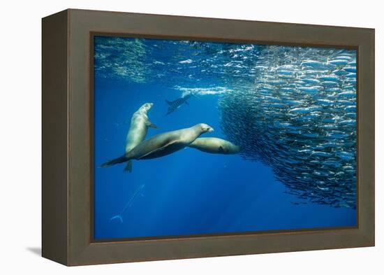 California sea lion feeding on Sardine bait ball, Mexico-Franco Banfi-Framed Premier Image Canvas