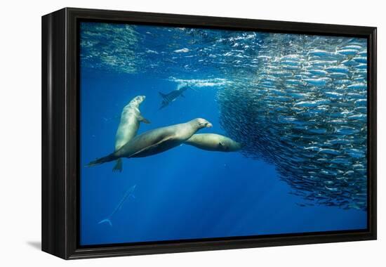 California sea lion feeding on Sardine bait ball, Mexico-Franco Banfi-Framed Premier Image Canvas