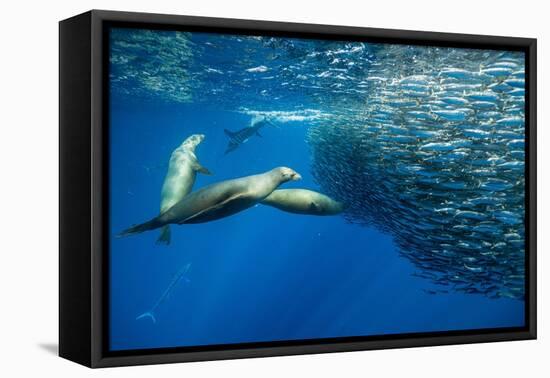 California sea lion feeding on Sardine bait ball, Mexico-Franco Banfi-Framed Premier Image Canvas