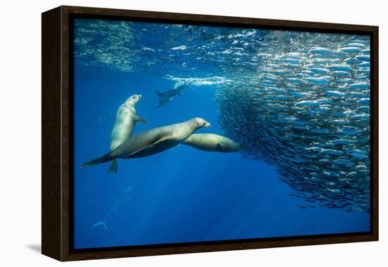 California sea lion feeding on Sardine bait ball, Mexico-Franco Banfi-Framed Premier Image Canvas