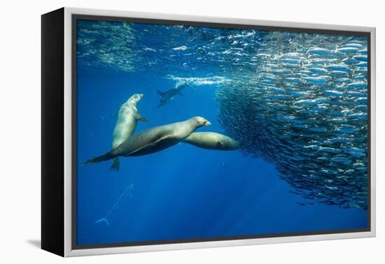 California sea lion feeding on Sardine bait ball, Mexico-Franco Banfi-Framed Premier Image Canvas