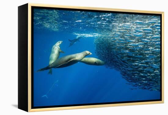 California sea lion feeding on Sardine bait ball, Mexico-Franco Banfi-Framed Premier Image Canvas