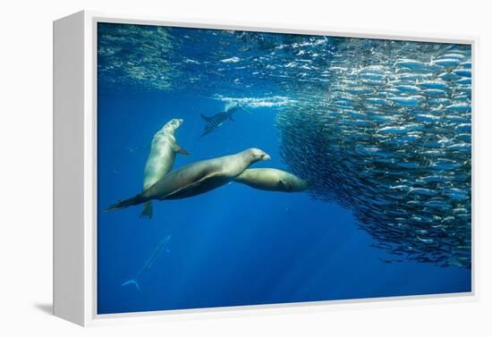 California sea lion feeding on Sardine bait ball, Mexico-Franco Banfi-Framed Premier Image Canvas