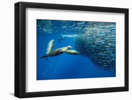 California sea lion feeding on Sardine bait ball, Mexico-Franco Banfi-Framed Photographic Print