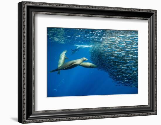 California sea lion feeding on Sardine bait ball, Mexico-Franco Banfi-Framed Photographic Print