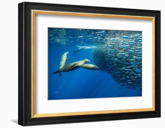 California sea lion feeding on Sardine bait ball, Mexico-Franco Banfi-Framed Photographic Print