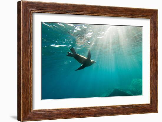 California Sea Lion Los Islotes, Baja California, Mexico-Renato Granieri-Framed Photographic Print