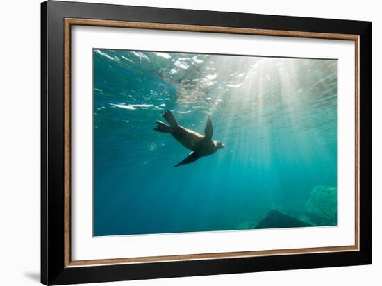 California Sea Lion Los Islotes, Baja California, Mexico-Renato Granieri-Framed Photographic Print