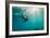 California Sea Lion Los Islotes, Baja California, Mexico-Renato Granieri-Framed Photographic Print