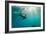 California Sea Lion Los Islotes, Baja California, Mexico-Renato Granieri-Framed Photographic Print