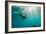 California Sea Lion Los Islotes, Baja California, Mexico-Renato Granieri-Framed Photographic Print