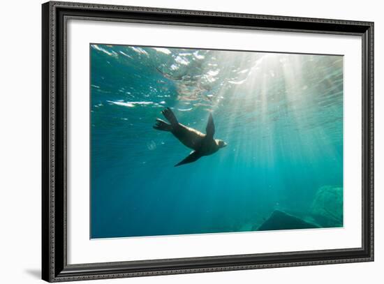 California Sea Lion Los Islotes, Baja California, Mexico-Renato Granieri-Framed Photographic Print