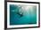 California Sea Lion Los Islotes, Baja California, Mexico-Renato Granieri-Framed Photographic Print