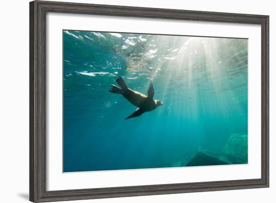 California Sea Lion Los Islotes, Baja California, Mexico-Renato Granieri-Framed Photographic Print