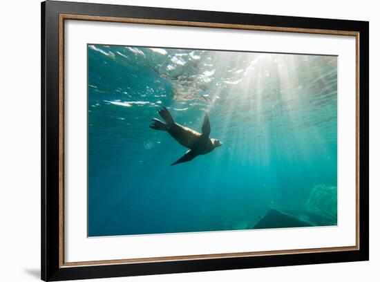 California Sea Lion Los Islotes, Baja California, Mexico-Renato Granieri-Framed Photographic Print