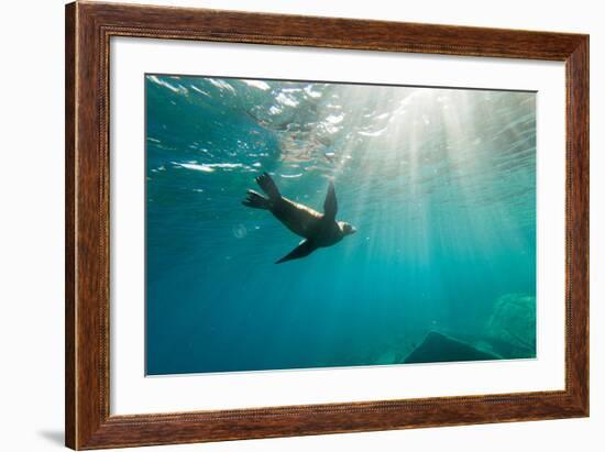 California Sea Lion Los Islotes, Baja California, Mexico-Renato Granieri-Framed Photographic Print