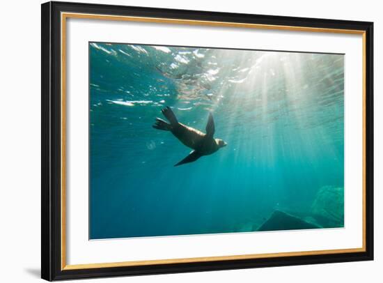 California Sea Lion Los Islotes, Baja California, Mexico-Renato Granieri-Framed Photographic Print