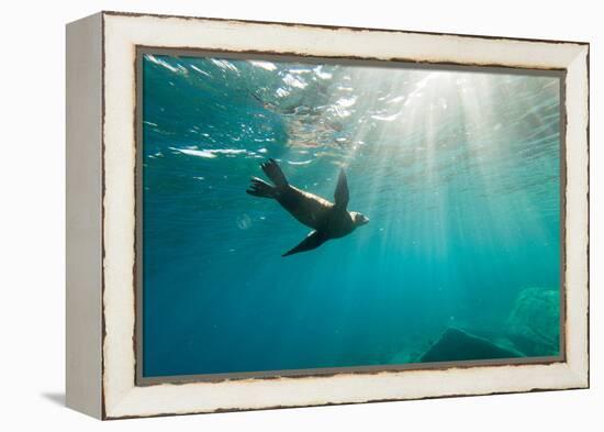 California Sea Lion Los Islotes, Baja California, Mexico-Renato Granieri-Framed Premier Image Canvas