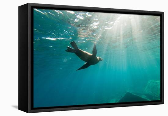 California Sea Lion Los Islotes, Baja California, Mexico-Renato Granieri-Framed Premier Image Canvas