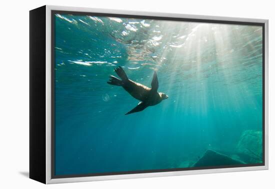 California Sea Lion Los Islotes, Baja California, Mexico-Renato Granieri-Framed Premier Image Canvas