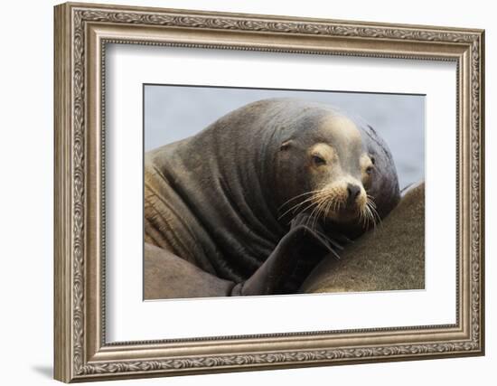 California Sea Lion Resting-Ken Archer-Framed Photographic Print