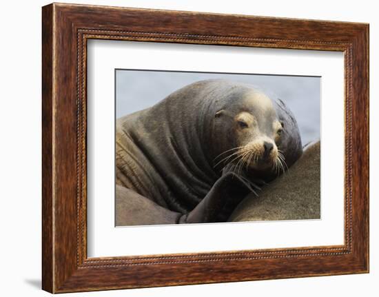 California Sea Lion Resting-Ken Archer-Framed Photographic Print