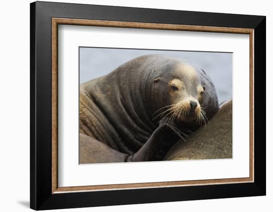 California Sea Lion Resting-Ken Archer-Framed Photographic Print