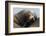 California Sea Lion Resting-Ken Archer-Framed Photographic Print